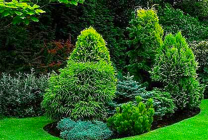 Pictures of landscaping with evergreen trees and shrubs designs ideas and photos