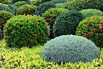 Best landscaping with shrubs and bushes designs ideas pictures and diy plans