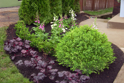 Pictures of types of shrubs and bushes landscape designs ideas and photos