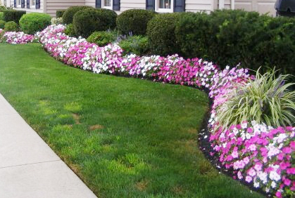 Best shrubs and bushes for landscaping pictures designs ideas pictures and diy plans