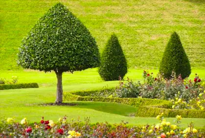 Most popular trees for landscaping pictures with DIY design ideas and DIY plans