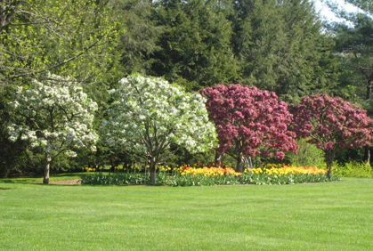 Pictures of trees for landscaping designs ideas and photos
