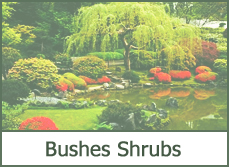 Bushes and Shrubs for Landscaping