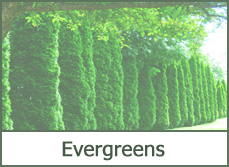 Types of Evergreens for Landscaping