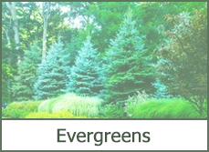 Evergreen Trees for Landscaping