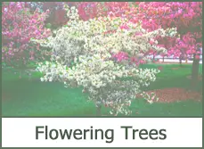 Flowering Trees for Landscaping