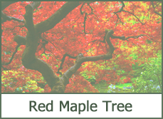 Types of Maple Trees for Landscaping