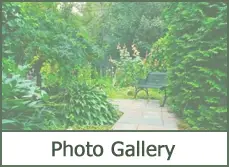 Photo Gallery Trees for Landscaping