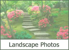 simple landscaping ideas