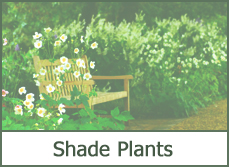Full Shade Loving Plants