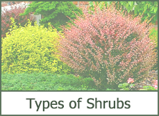 pictures of shrubs and bushes