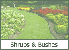 Shrubs and Bushes for Landscaping