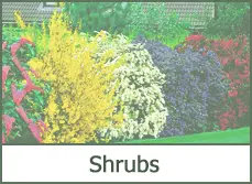 Shrubs and Bushes for Landscaping