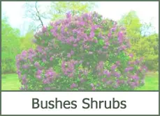 Shrubs and Bushes for Landscaping