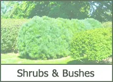 Shrubs and Bushes for Landscaping