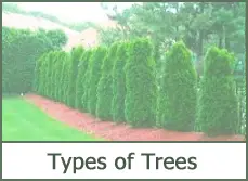 Types of Evergreen Trees