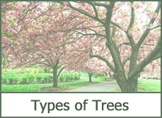 types of trees for landscaping