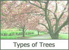 Types of Trees for Landscaping