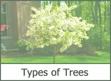 landscaping trees designs ideas photos