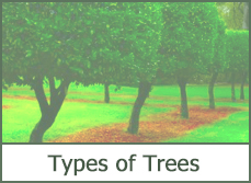 Types of Trees for Landscaping