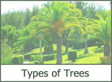 Best Types of Trees for Landscaping
